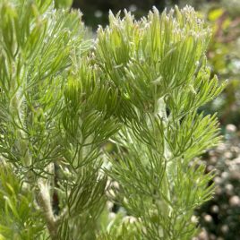 Adenanthos sericeus ‘Woolly Bush’