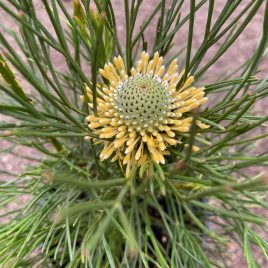 Ispogon Anethifolius –  yellow flower – ‘Drumstick’