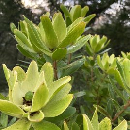 Leucadendron Waterlily