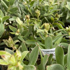 Leucospermum c.Red Flame (Copy)