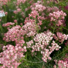 Ozothamnus Just Blush ‘Rice Flower ‘