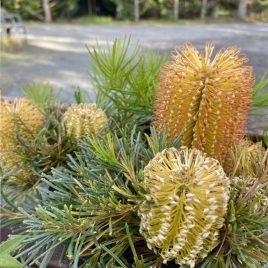 Banksia Birthday Candles (1.5litre) – only one 2nds healthy plant available!