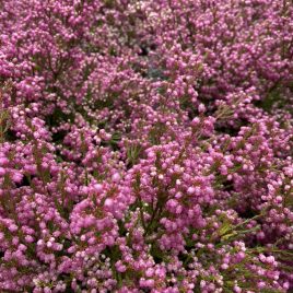 Erica Fairy Bells 2.5l pretty in pink!