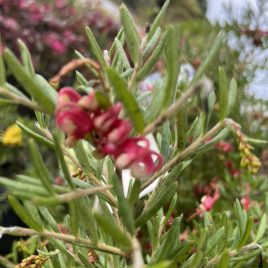 Grevillea Olympic Flame