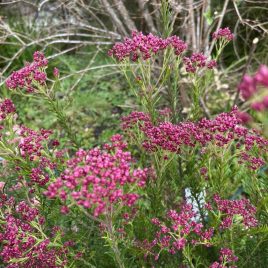 Ozothamnus Royal Flush  ‘Rice Flower’