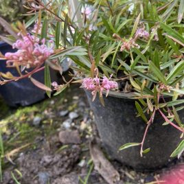 Grevillea Pink Midget PVR (groundcover)