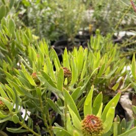 Leucadendron Cherry Glow