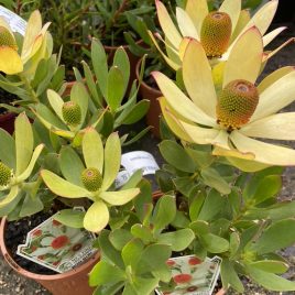 Leucadendron Bon Bon – NEW