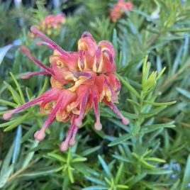 Grevillea Tangerine Dream – 2nds only!