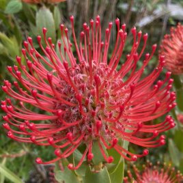 Leucospermum Ayoba Red CvD Mobile 1/10/2021