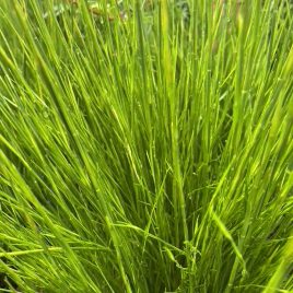 Restio festuciformis – Green Grass Reed