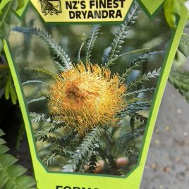 Dryandra Formosa