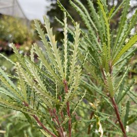 Banksia Spinulosa Var Colina