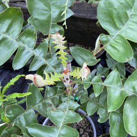 Banksia Grandis ‘Bull Banksia’