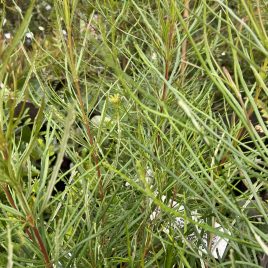 Banksia Occidentalis