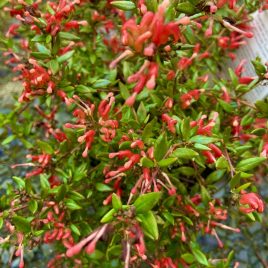 Grevillea Fasiculata