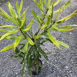 Banksia Silver Sceptre