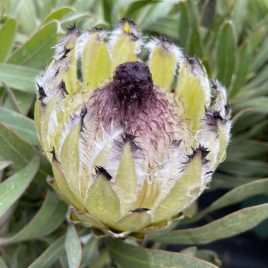 Protea Longifolia hyb.