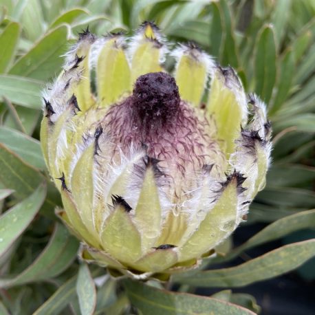 Protea Longifolia Hybrid CvD mob Nov 2022