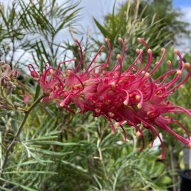 Grevillea Sylvia