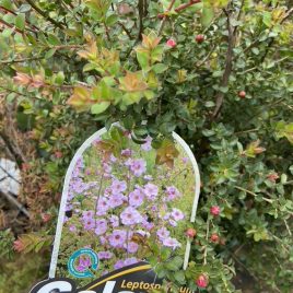 Leptospermum Phoenix