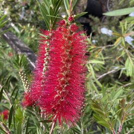 Callistemon Bekta Beauty (mauve red) older plants