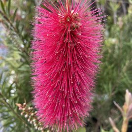 Callistemon Western Glory