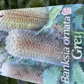 Banksia Ornata Grey