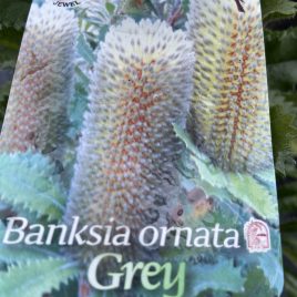 Banksia Ornata Grey