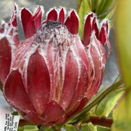 Protea Obsession