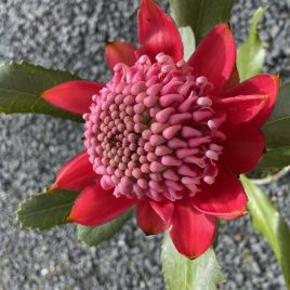 Telopea speciosissima Red Embers (Waratah) 2.5litre pot