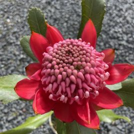 Telopea speciosissima Red Embers (Waratah) 2.5litre pot