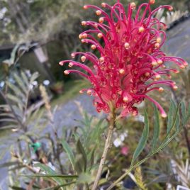 Grevillea Crimson Candles