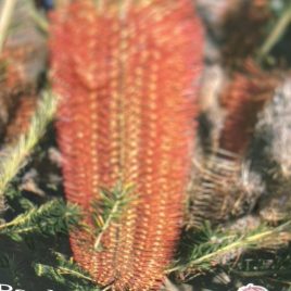 Banksia Ericafolia ‘Heath Banksia’