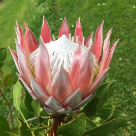 Protea Cynaroides ( Pink King ) 2.5litre pot – lovely healthy plants!