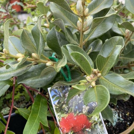 Metrosideros Spring Fire - Protea Patch