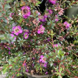 Leptospermum Dark Night (a bit Purple)