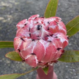 Protea Mayday