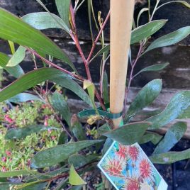 Hakea Laurina – fabulous flowers! Pincushion Hakea.