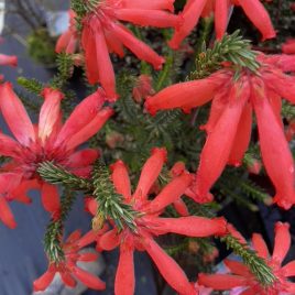 Erica Cerinthoides Red