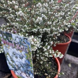 Erica Peziza Velvet Bells – White ‘Velvet Bell Heath’