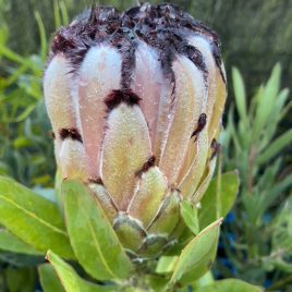 Protea Spotted Mink