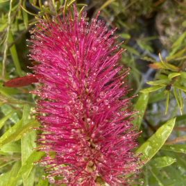 Callistemon v. Genoa Glory