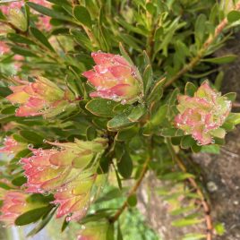 Protea Venusta  (low growing and spreading protea)