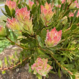 Protea Venusta  (low growing and spreading protea)