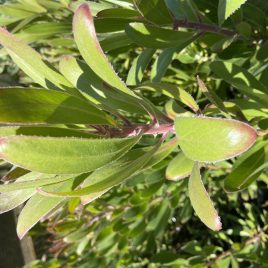 Protea Obtusifolia Red