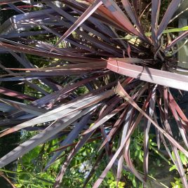 Phormium Black Rage (dwarf flax)