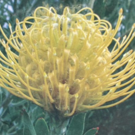 Leucospermum Mary Lou 20/1/25 mob